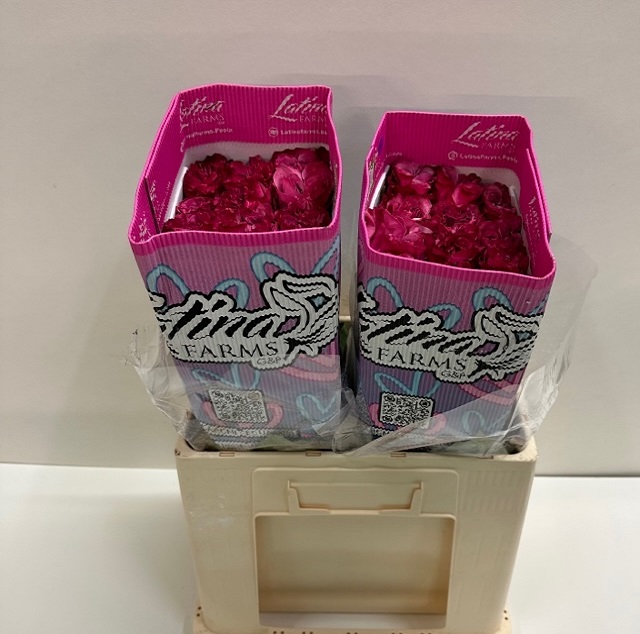 Rosa ec country blues LT.jpg